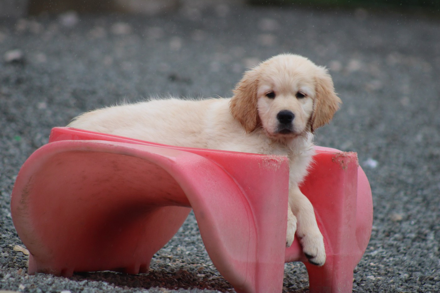 des Romarins de Mayerling - Chiots disponibles - Golden Retriever