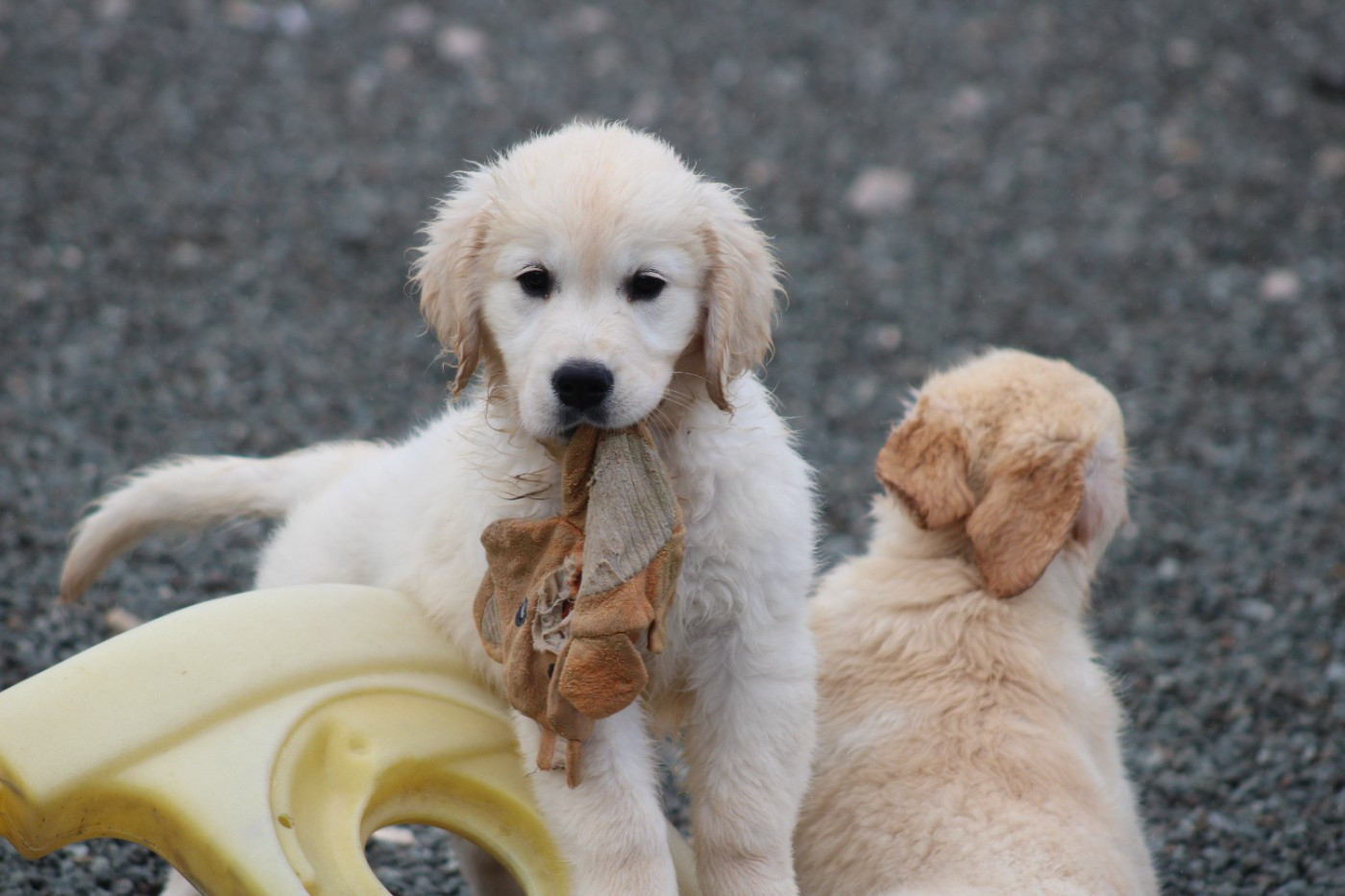 des Romarins de Mayerling - Chiots disponibles - Golden Retriever