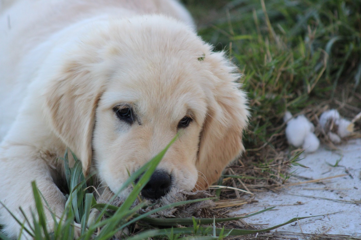 des Romarins de Mayerling - Chiots disponibles - Golden Retriever