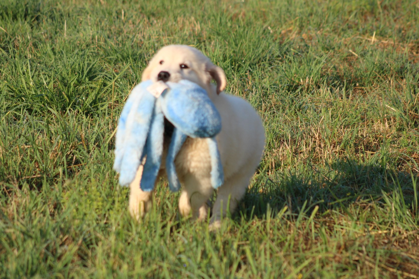 des Romarins de Mayerling - Chiots disponibles - Golden Retriever