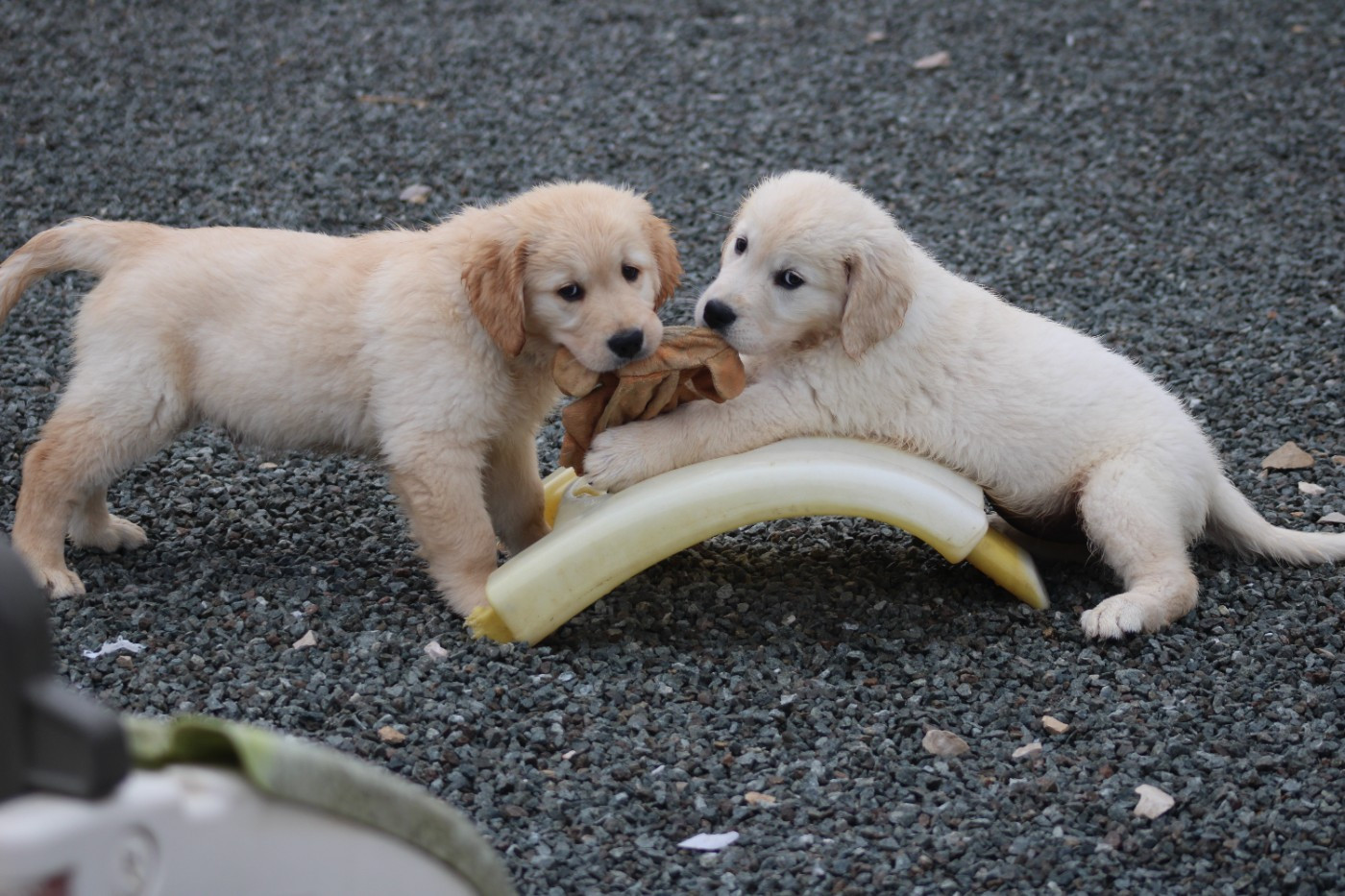des Romarins de Mayerling - Chiots disponibles - Golden Retriever