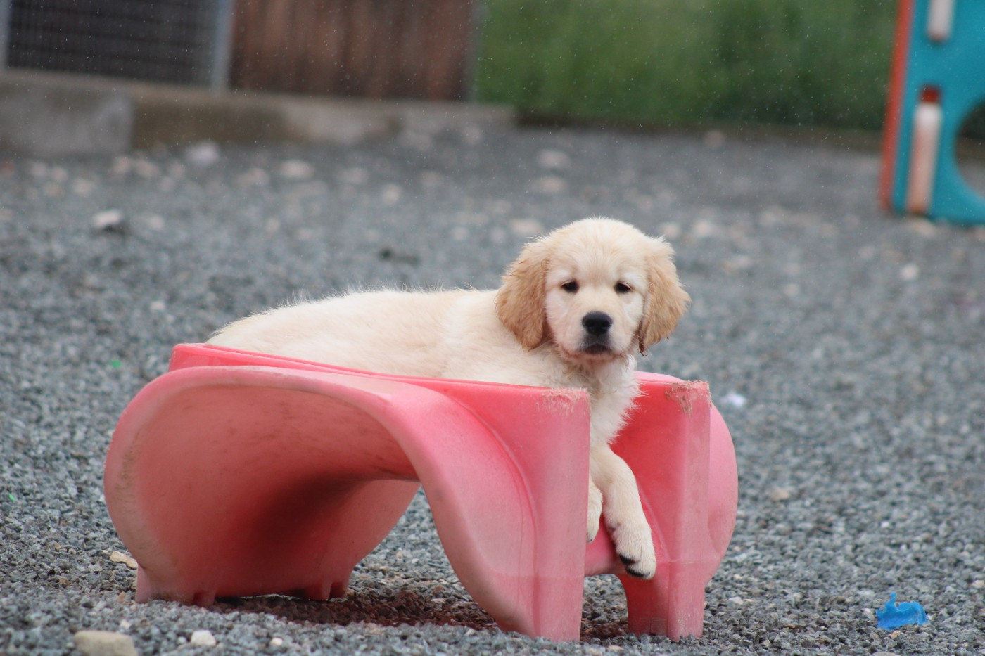 Chiot Golden Retriever des Romarins de Mayerling