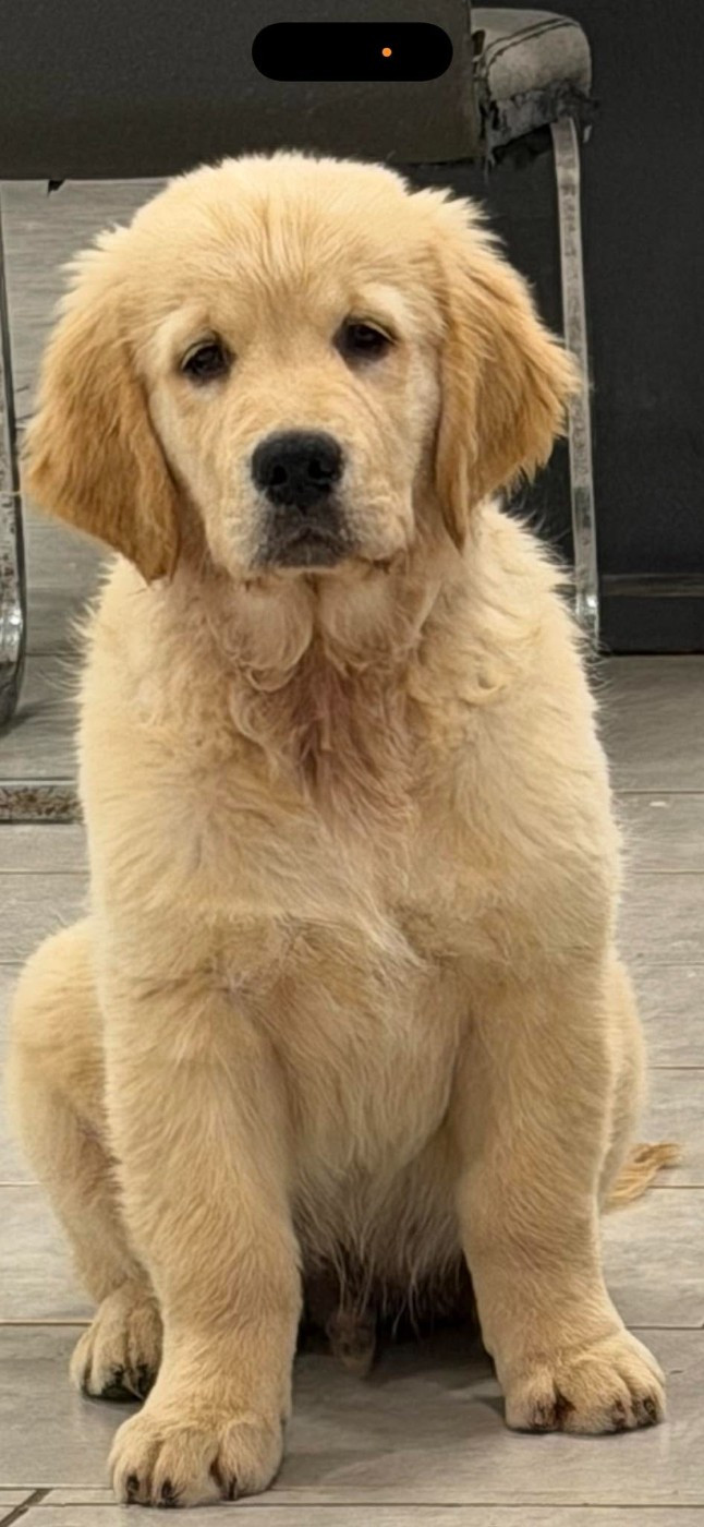 des Romarins de Mayerling - Chiots disponibles - Golden Retriever