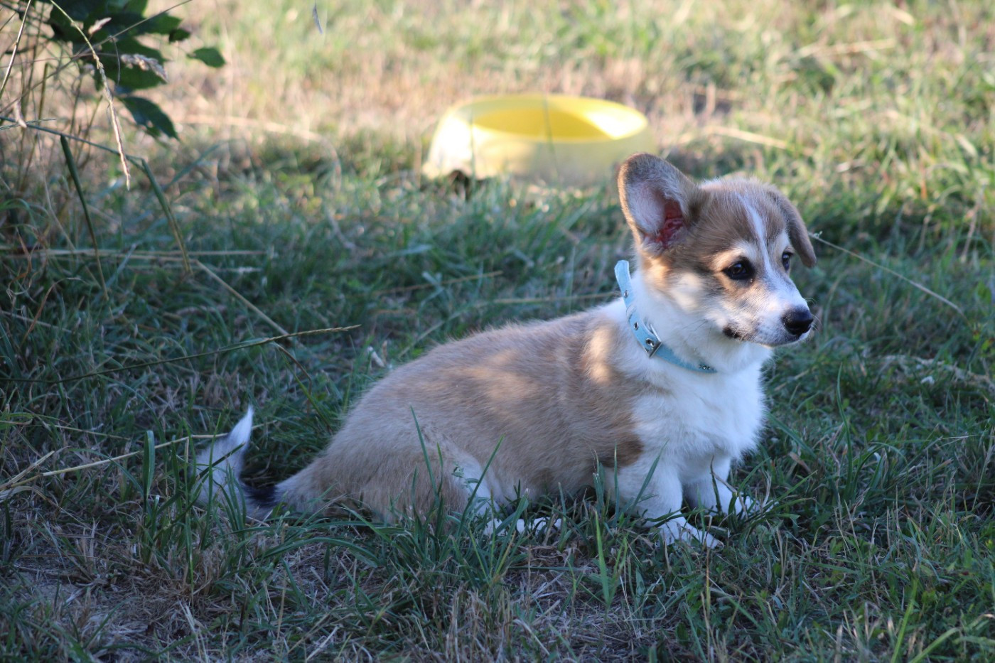 des Romarins de Mayerling - Chiots disponibles - Welsh Corgi Pembroke