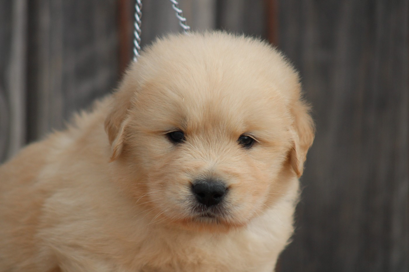 des Romarins de Mayerling - Chiots disponibles - Golden Retriever