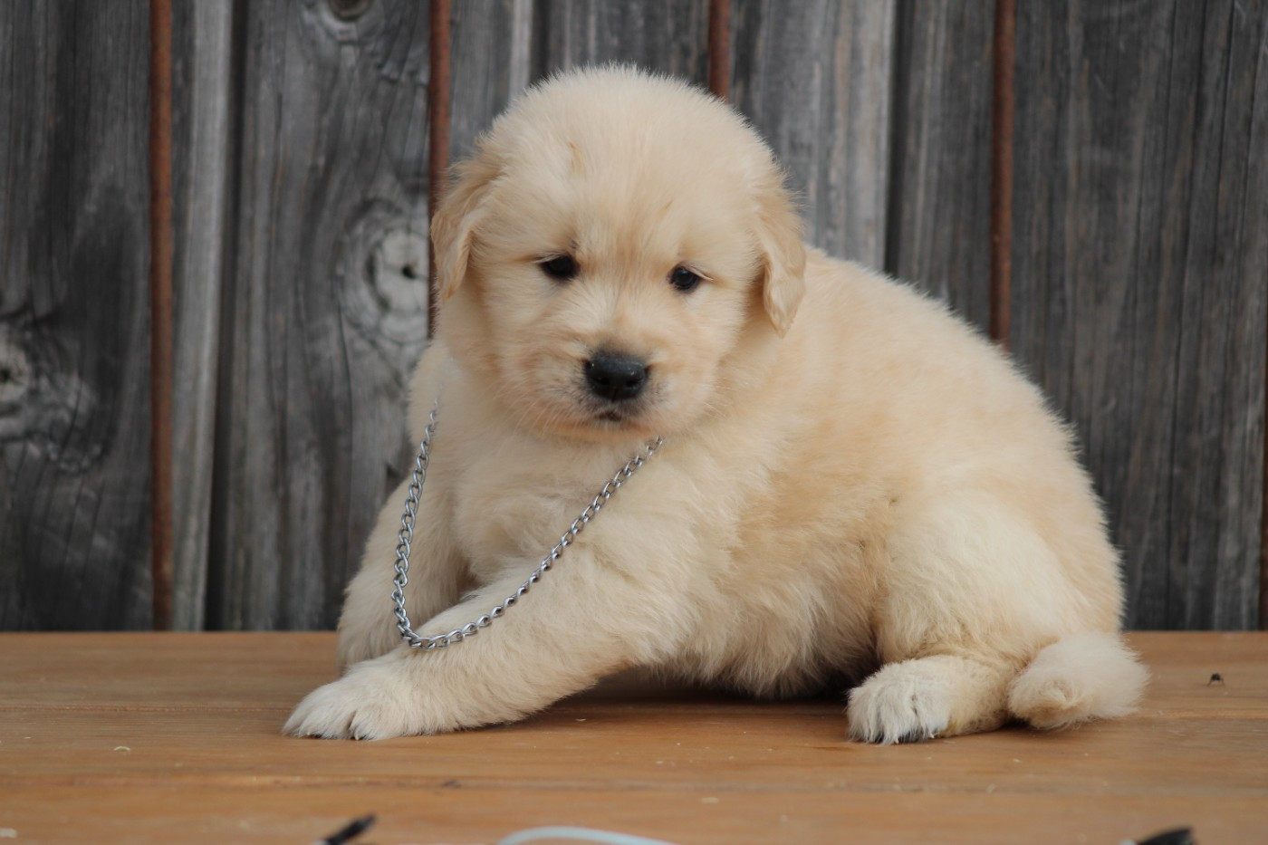 des Romarins de Mayerling - Chiots disponibles - Golden Retriever