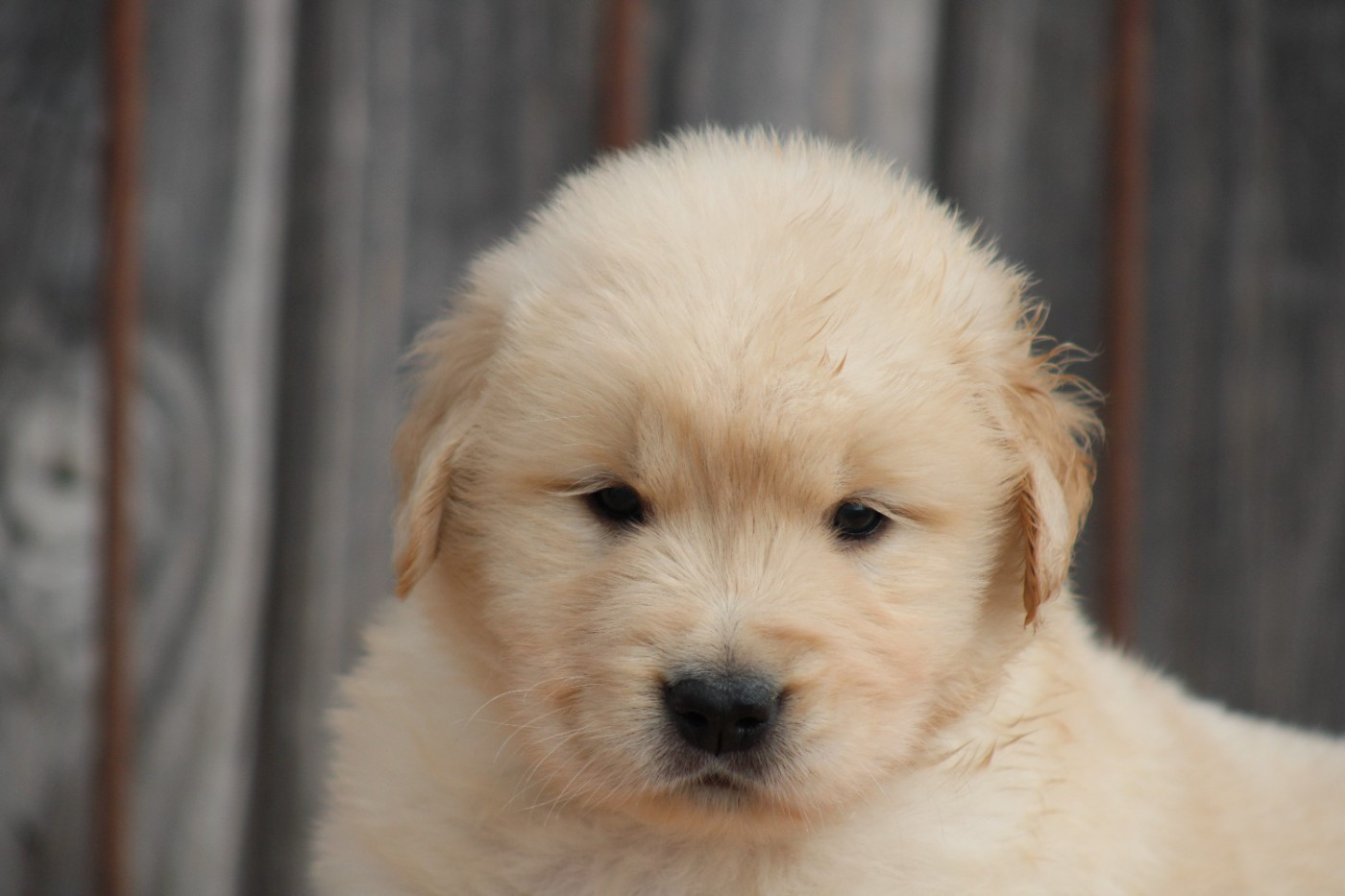 des Romarins de Mayerling - Chiots disponibles - Golden Retriever