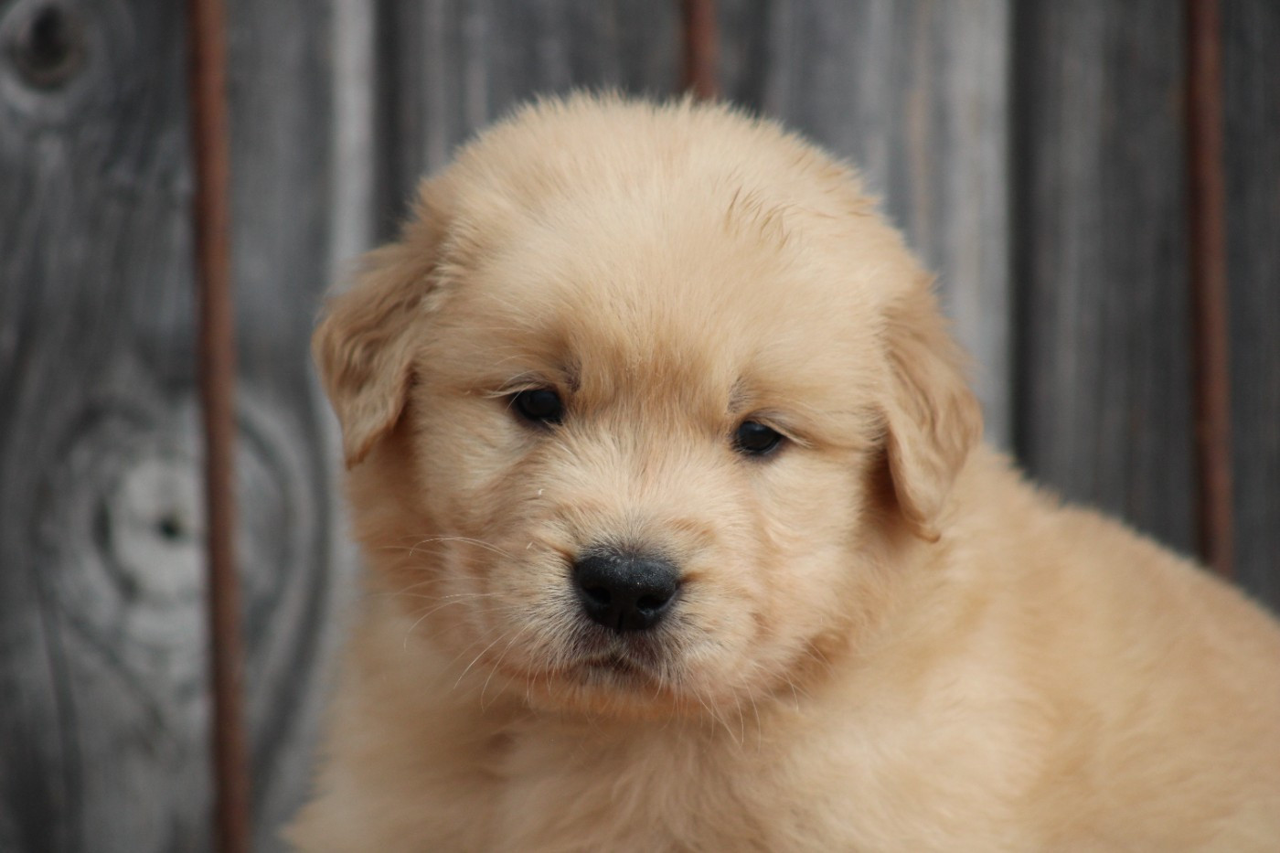 des Romarins de Mayerling - Chiots disponibles - Golden Retriever