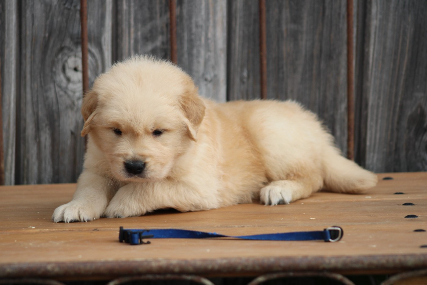 des Romarins de Mayerling - Chiots disponibles - Golden Retriever