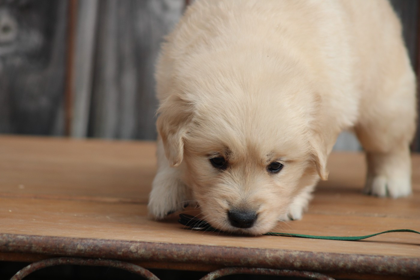 des Romarins de Mayerling - Chiots disponibles - Golden Retriever