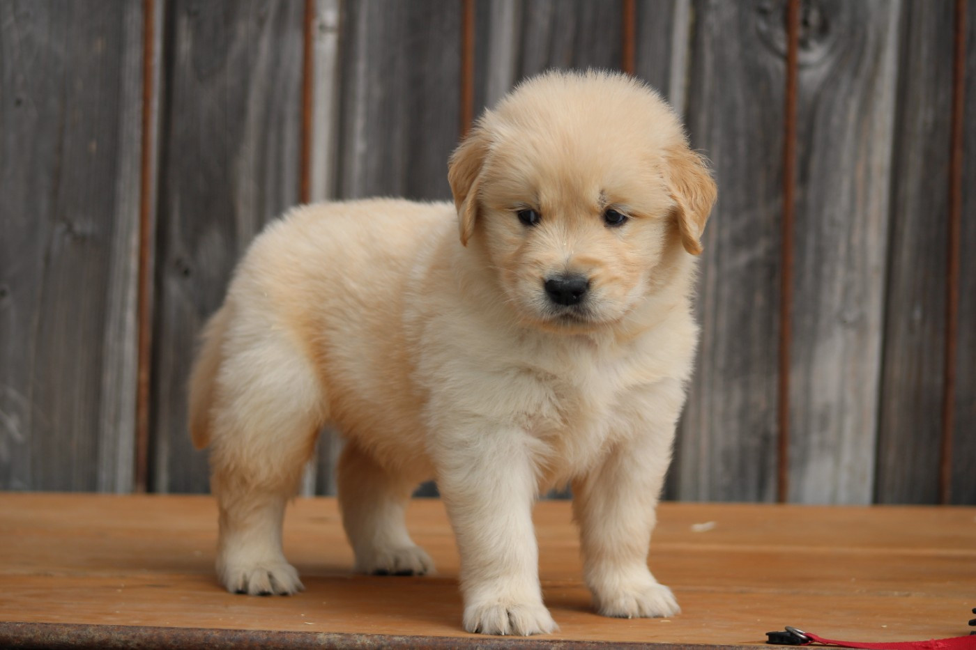 des Romarins de Mayerling - Chiots disponibles - Golden Retriever