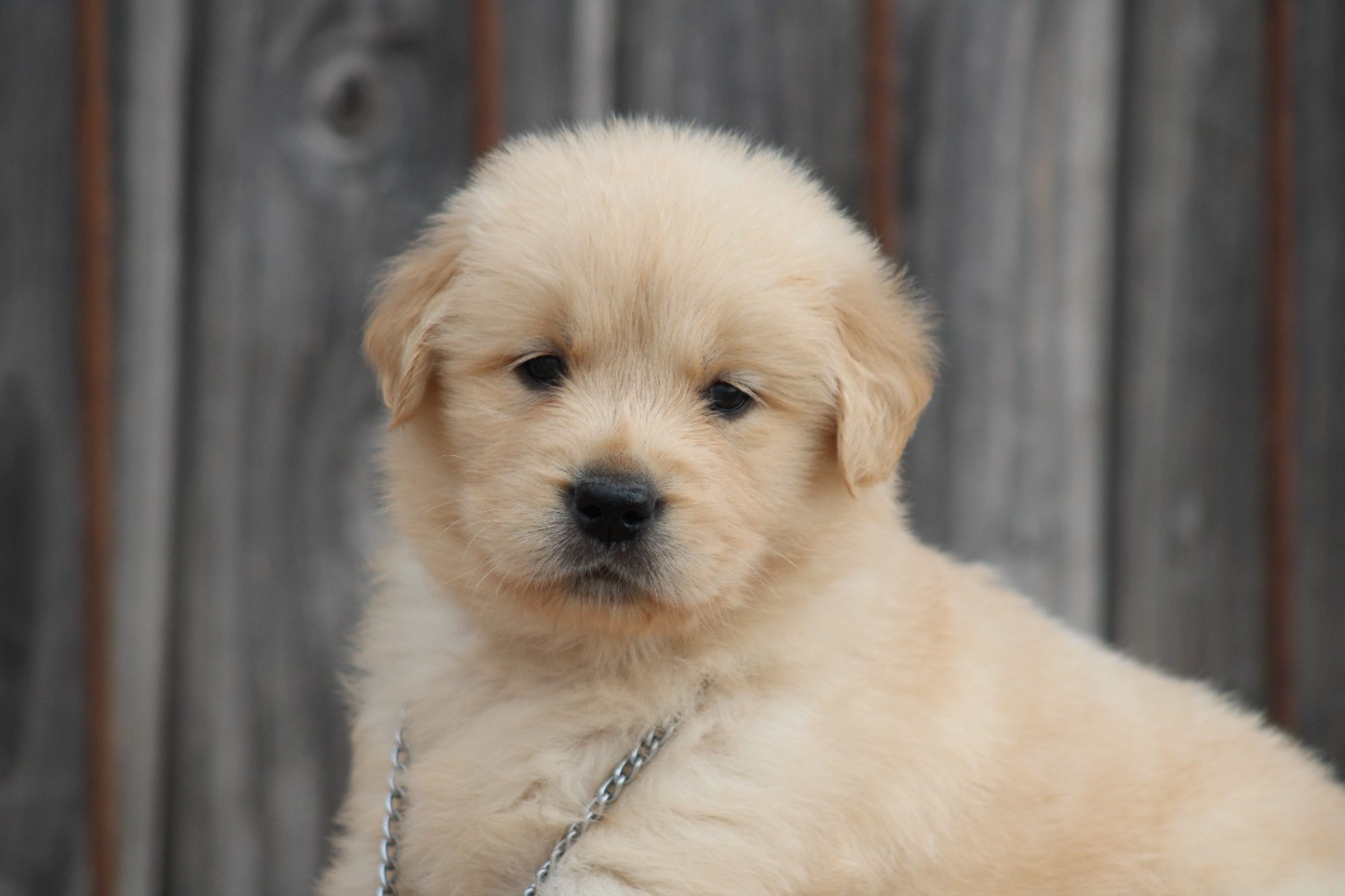des Romarins de Mayerling - Chiots disponibles - Golden Retriever