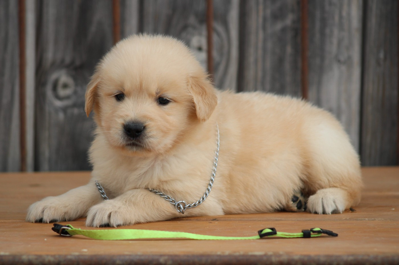 des Romarins de Mayerling - Chiots disponibles - Golden Retriever