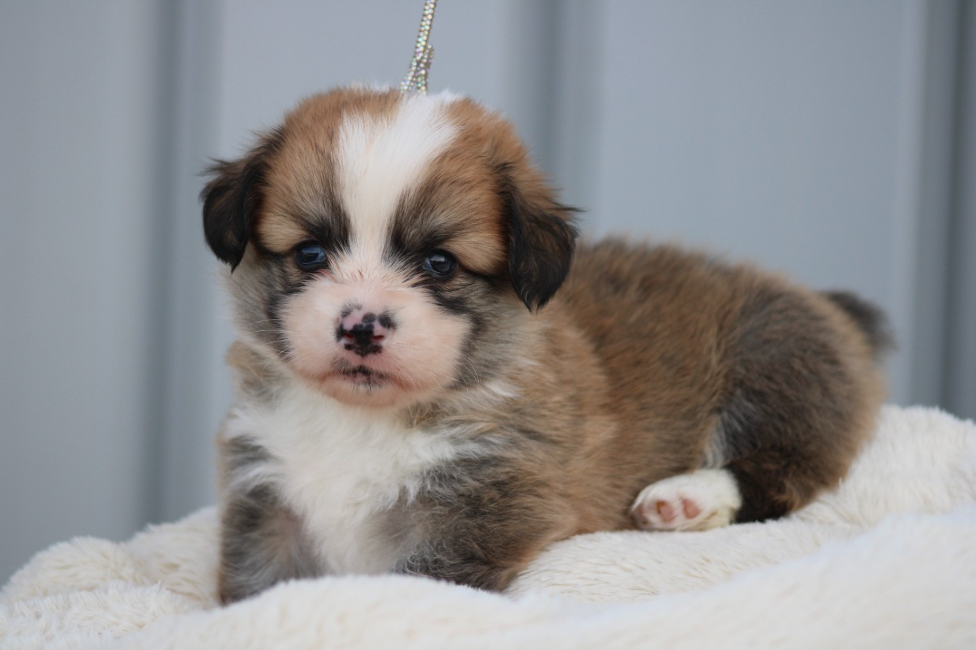 des Romarins de Mayerling - Chiots disponibles - Welsh Corgi Pembroke