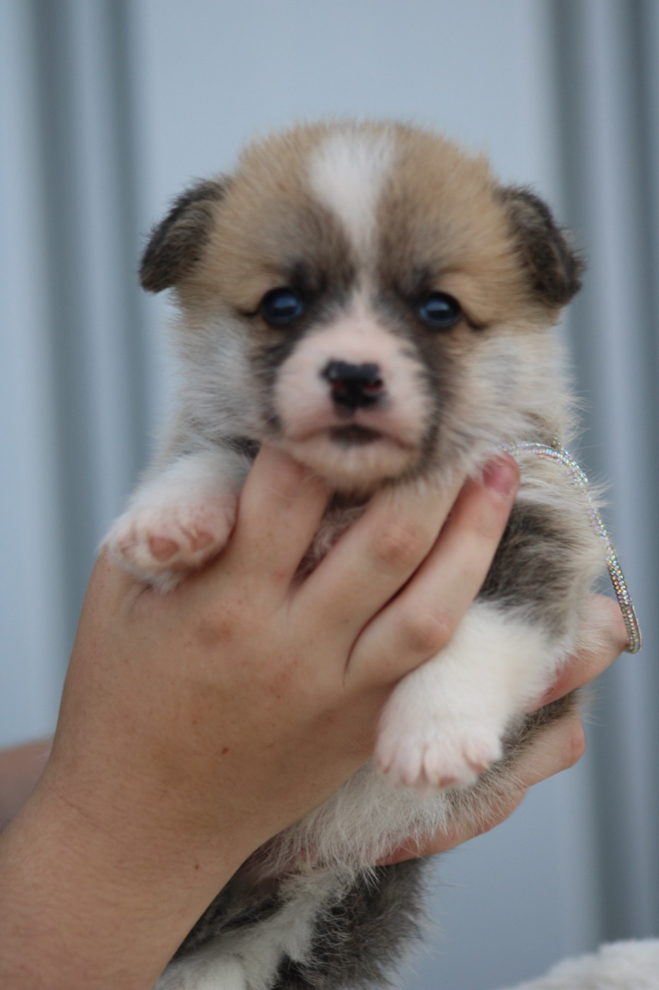 des Romarins de Mayerling - Chiots disponibles - Welsh Corgi Pembroke