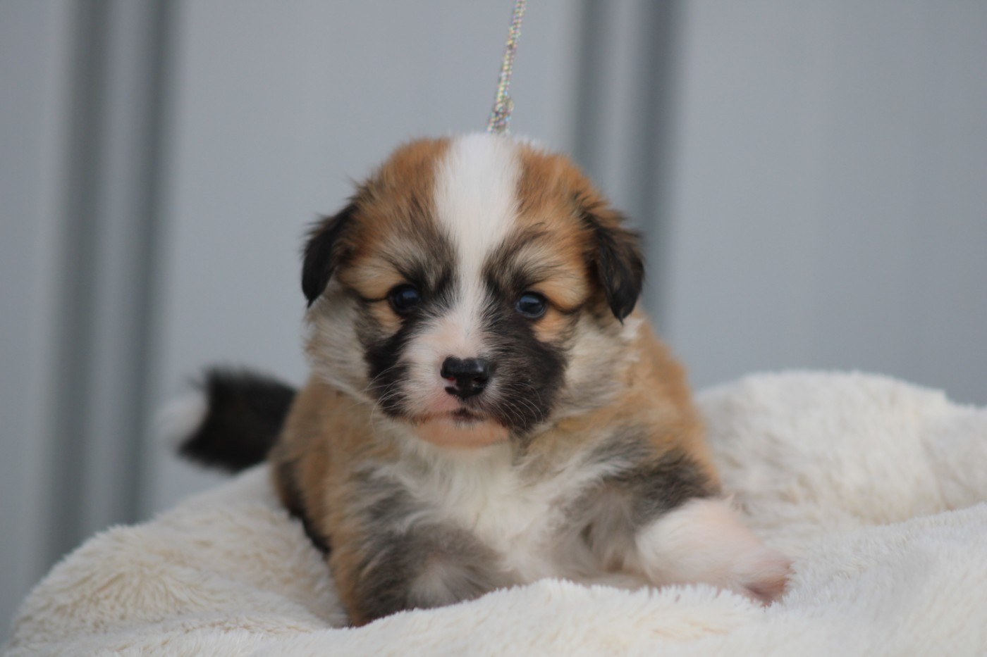 des Romarins de Mayerling - Chiots disponibles - Welsh Corgi Pembroke