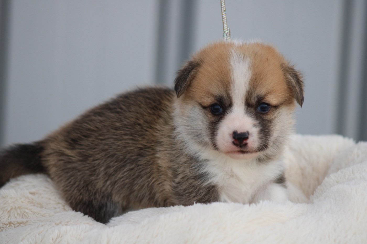 des Romarins de Mayerling - Chiots disponibles - Welsh Corgi Pembroke