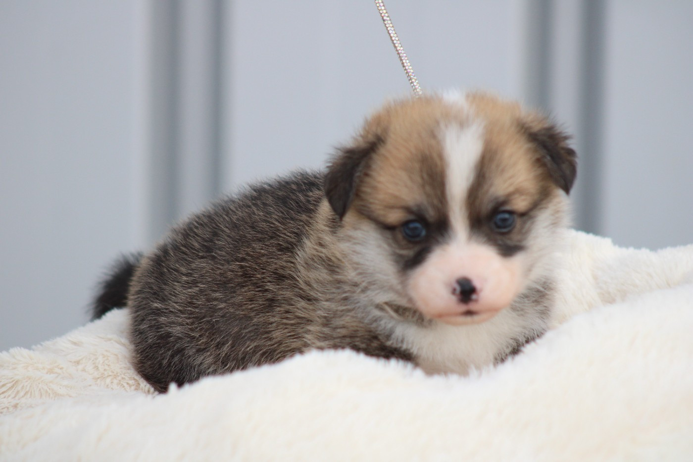 des Romarins de Mayerling - Chiots disponibles - Welsh Corgi Pembroke