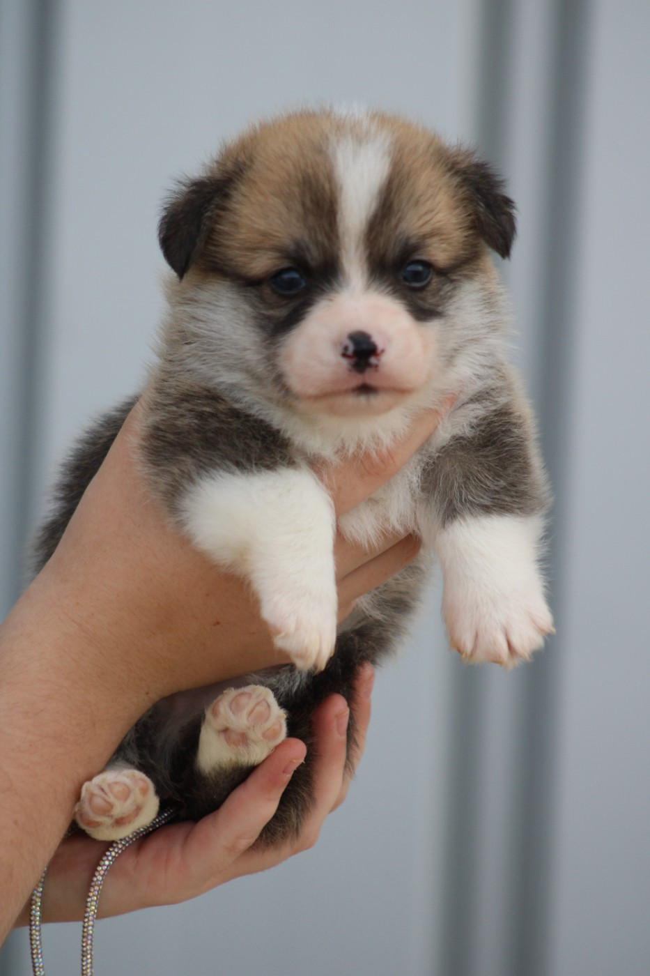 Chiot Welsh Corgi Pembroke des Romarins de Mayerling