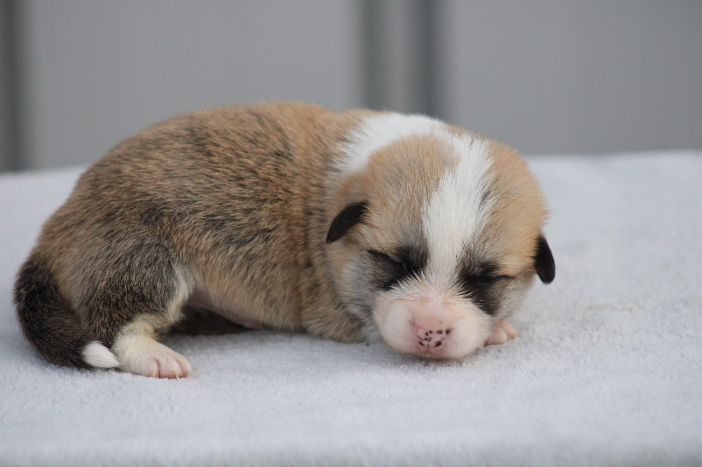 des Romarins de Mayerling - Chiots disponibles - Welsh Corgi Pembroke