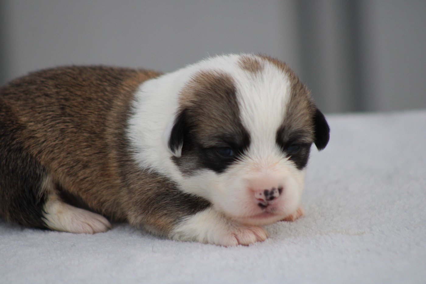 des Romarins de Mayerling - Chiots disponibles - Welsh Corgi Pembroke