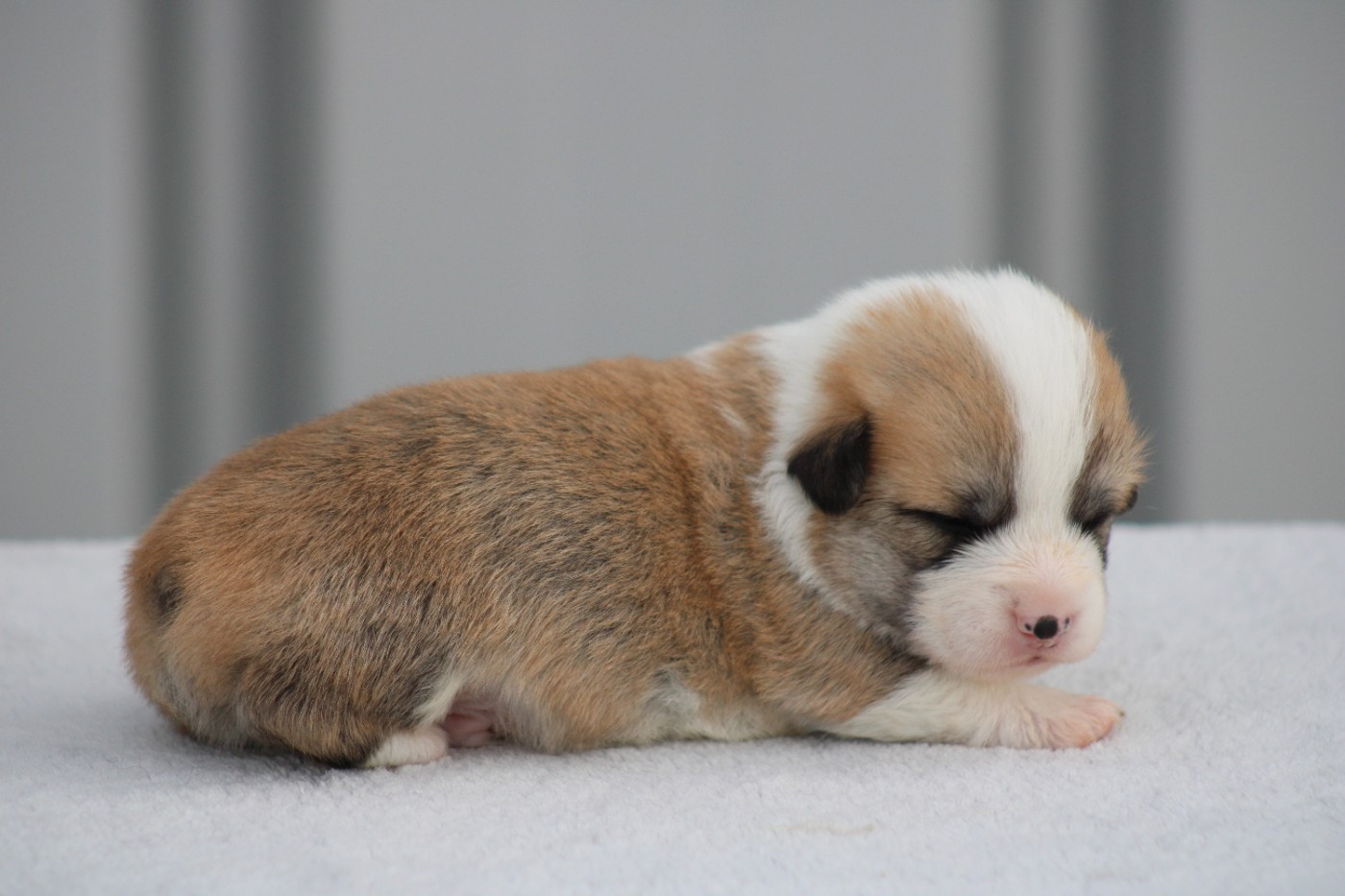 des Romarins de Mayerling - Chiots disponibles - Welsh Corgi Pembroke