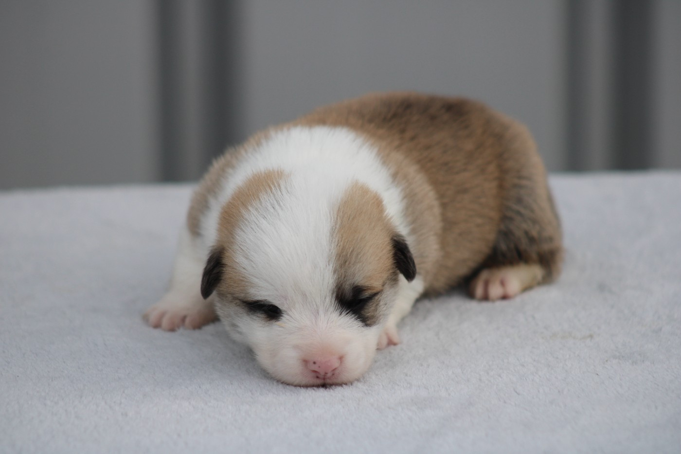 des Romarins de Mayerling - Chiots disponibles - Welsh Corgi Pembroke