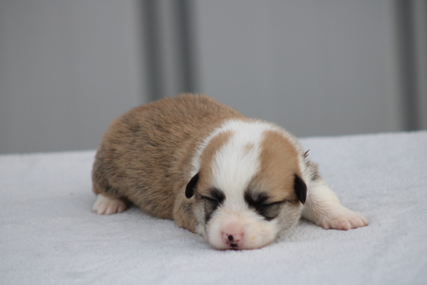 des Romarins de Mayerling - Chiots disponibles - Welsh Corgi Pembroke