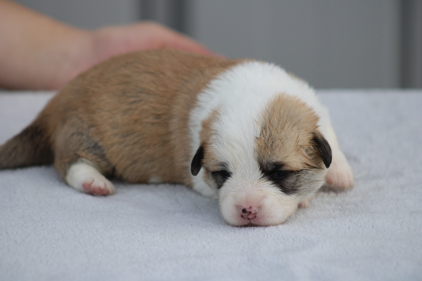 des Romarins de Mayerling - Chiots disponibles - Welsh Corgi Pembroke