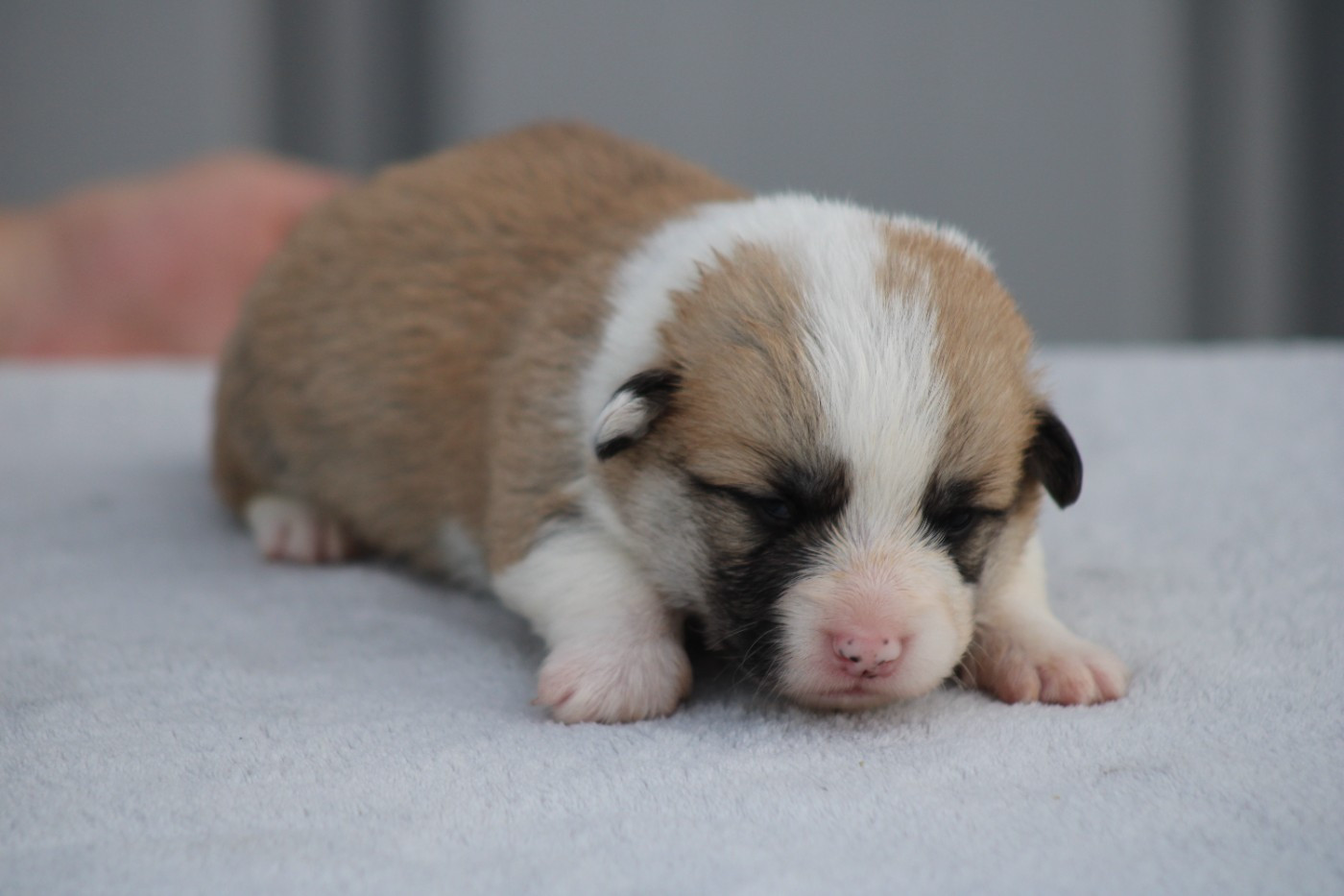 des Romarins de Mayerling - Chiots disponibles - Welsh Corgi Pembroke