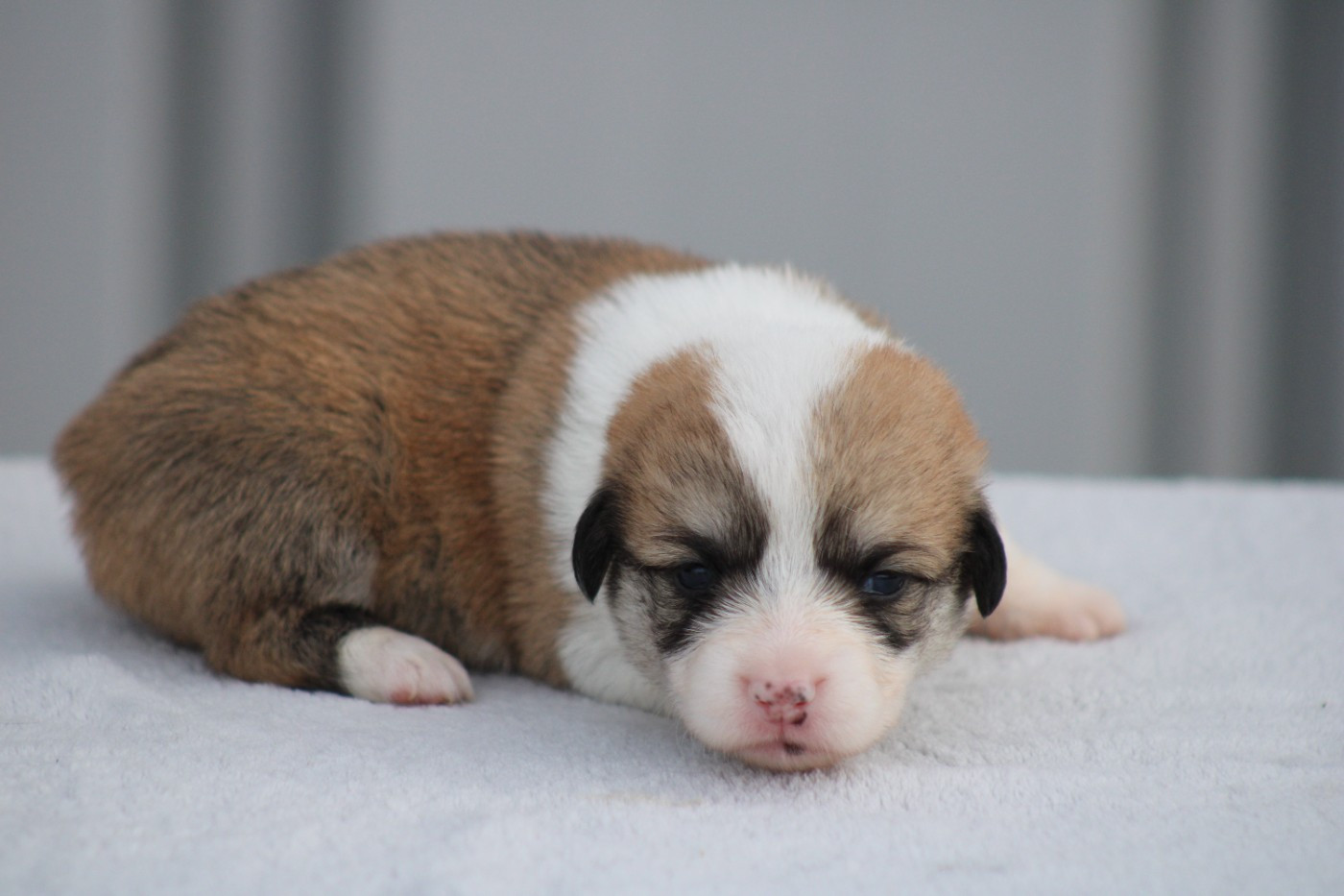 des Romarins de Mayerling - Chiots disponibles - Welsh Corgi Pembroke