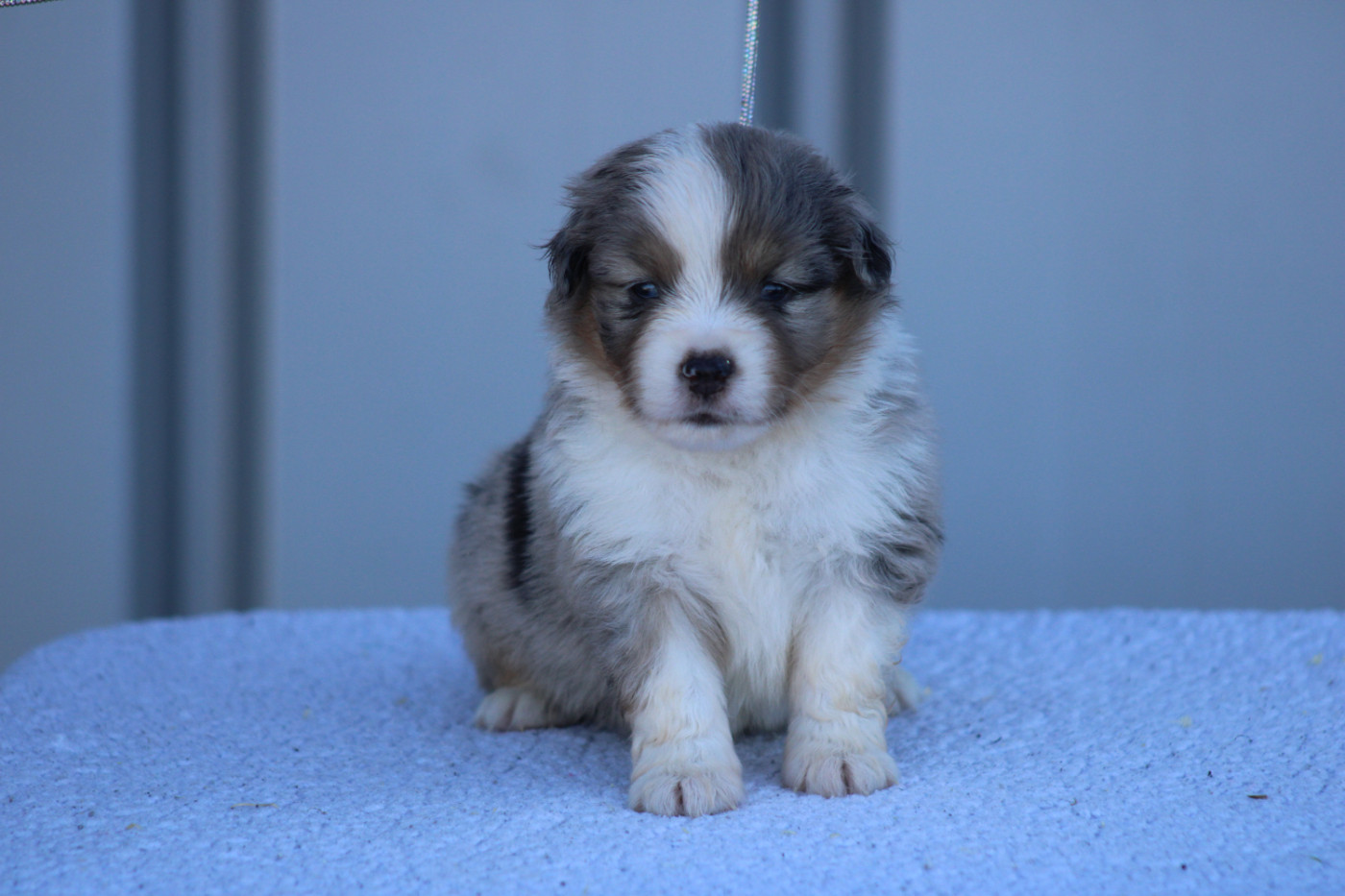 des Romarins de Mayerling - Chiots disponibles - Berger Américain Miniature 