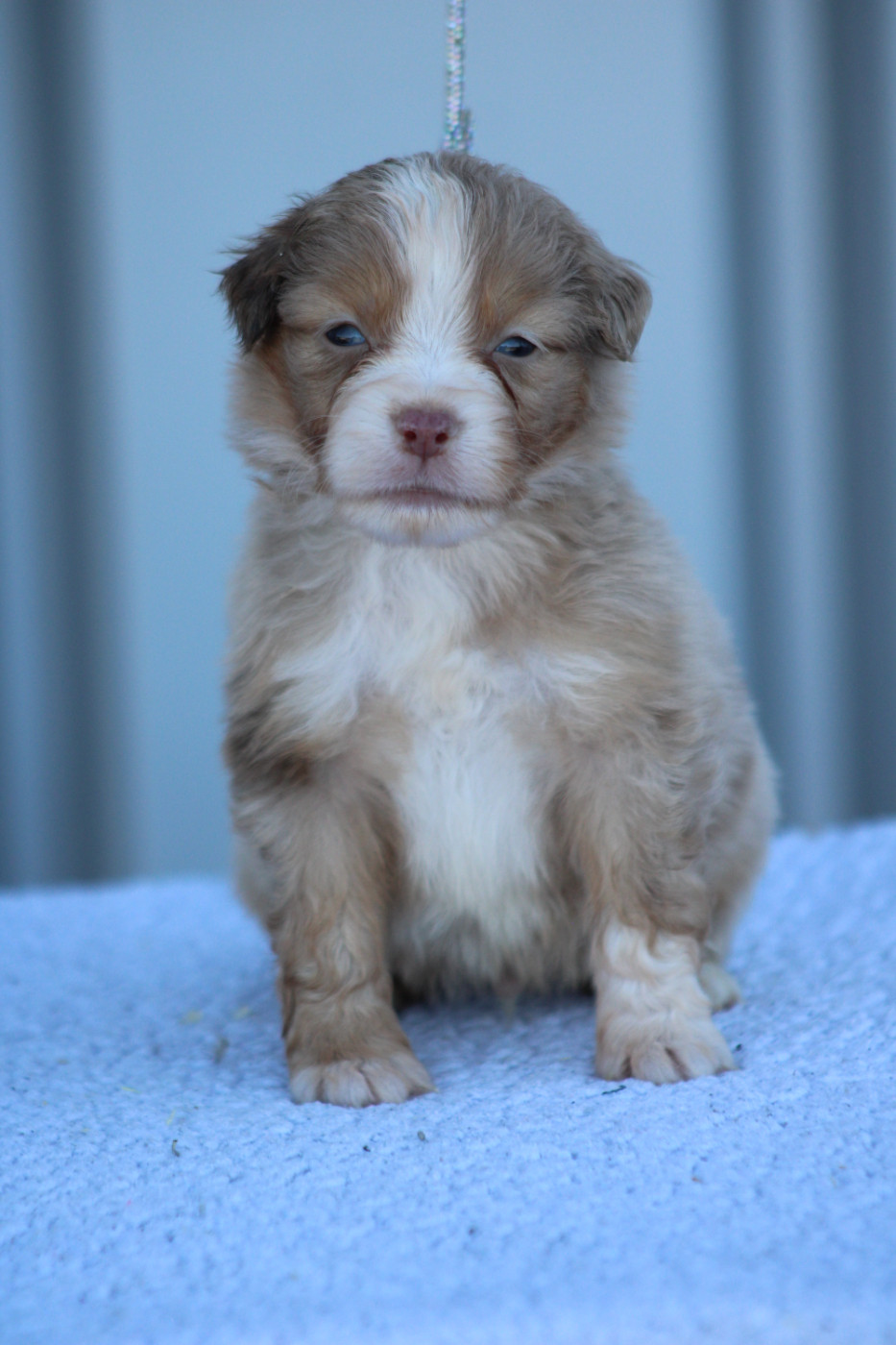 des Romarins de Mayerling - Chiots disponibles - Berger Américain Miniature 
