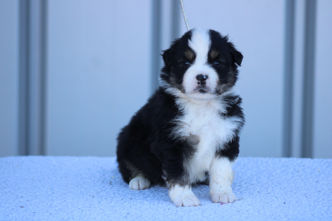 des Romarins de Mayerling - Chiots disponibles - Berger Américain Miniature 