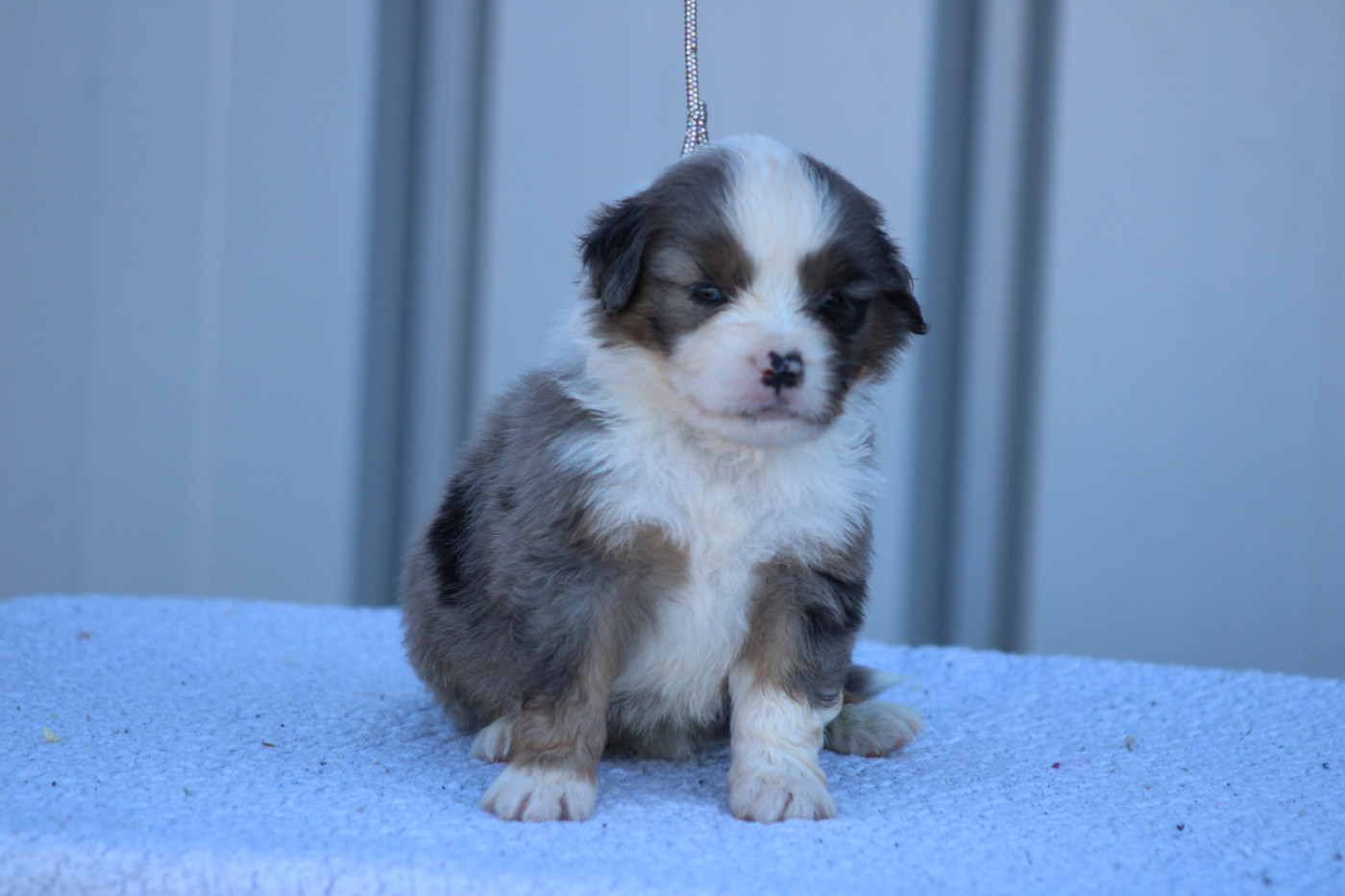 des Romarins de Mayerling - Chiots disponibles - Berger Américain Miniature 
