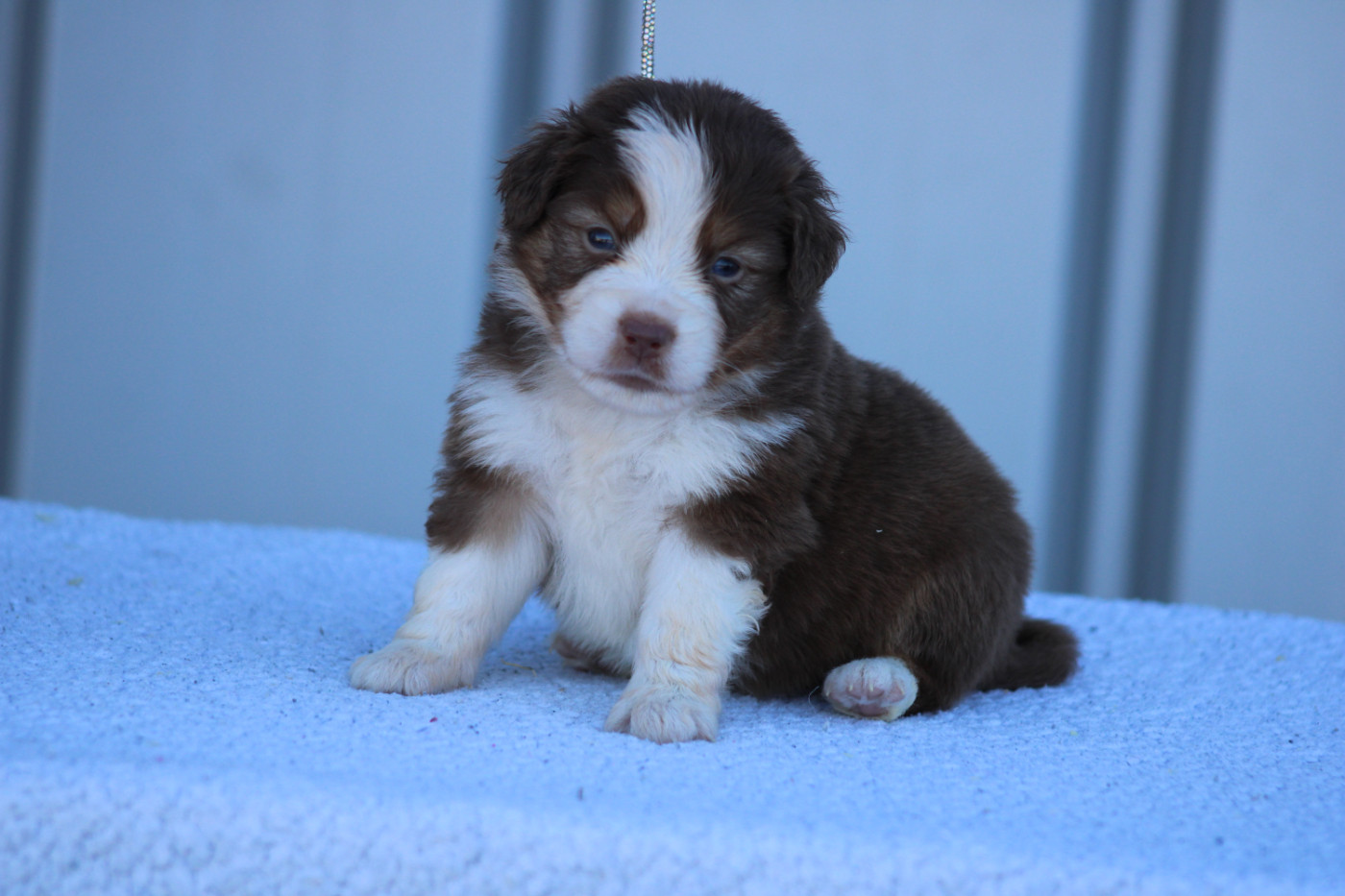 des Romarins de Mayerling - Chiots disponibles - Berger Américain Miniature 