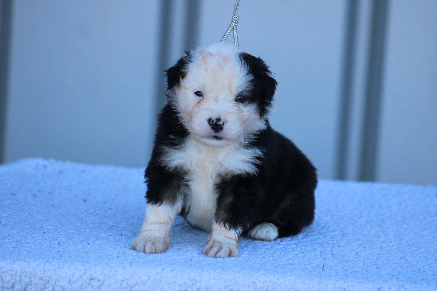 des Romarins de Mayerling - Chiots disponibles - Berger Américain Miniature 
