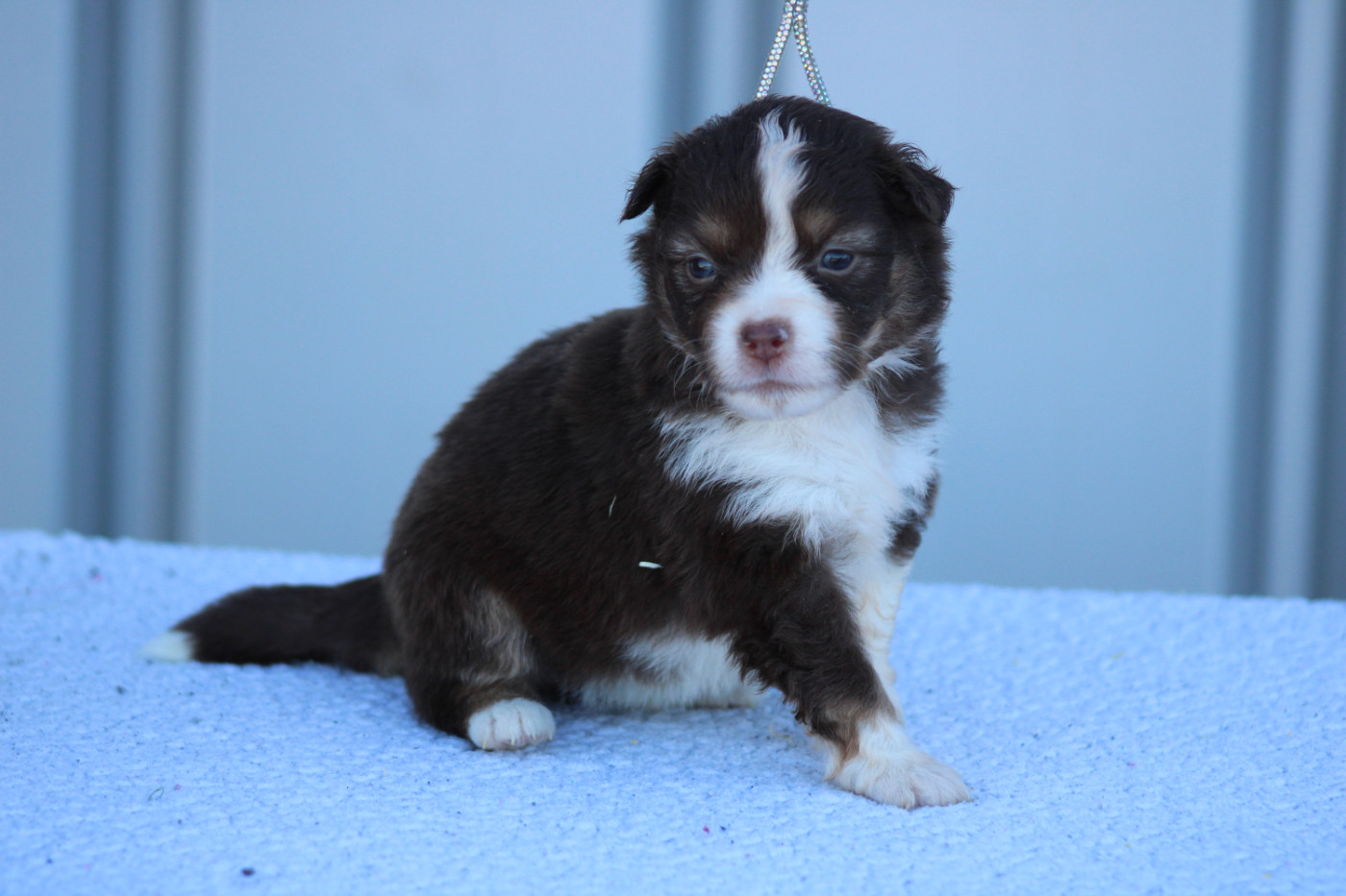 des Romarins de Mayerling - Chiots disponibles - Berger Américain Miniature 