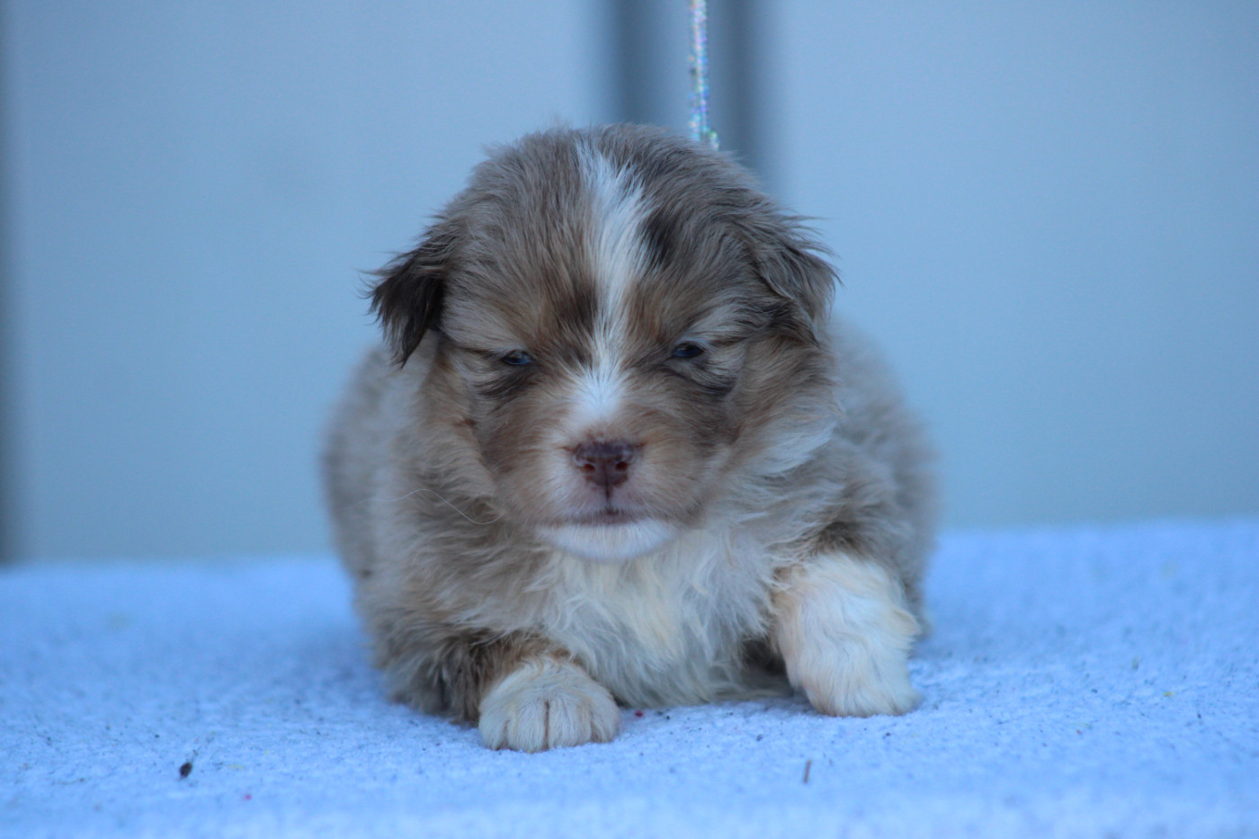 des Romarins de Mayerling - Chiots disponibles - Berger Américain Miniature 