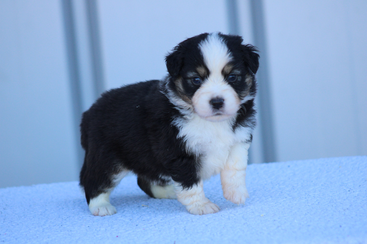 des Romarins de Mayerling - Chiots disponibles - Berger Américain Miniature 
