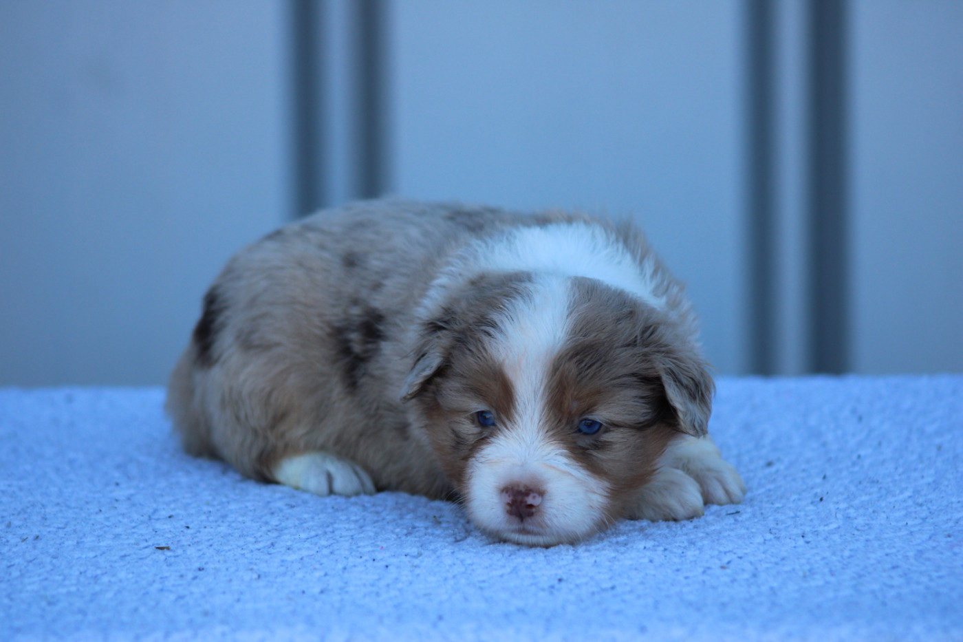 des Romarins de Mayerling - Chiots disponibles - Berger Américain Miniature 