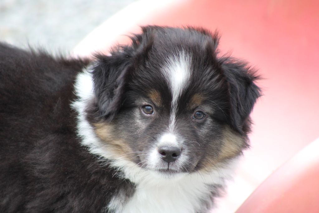 Chiot Berger Américain Miniature  des Romarins de Mayerling