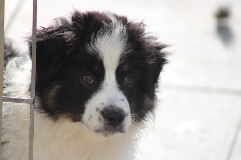 des Romarins de Mayerling - Chiots disponibles - Berger Américain Miniature 