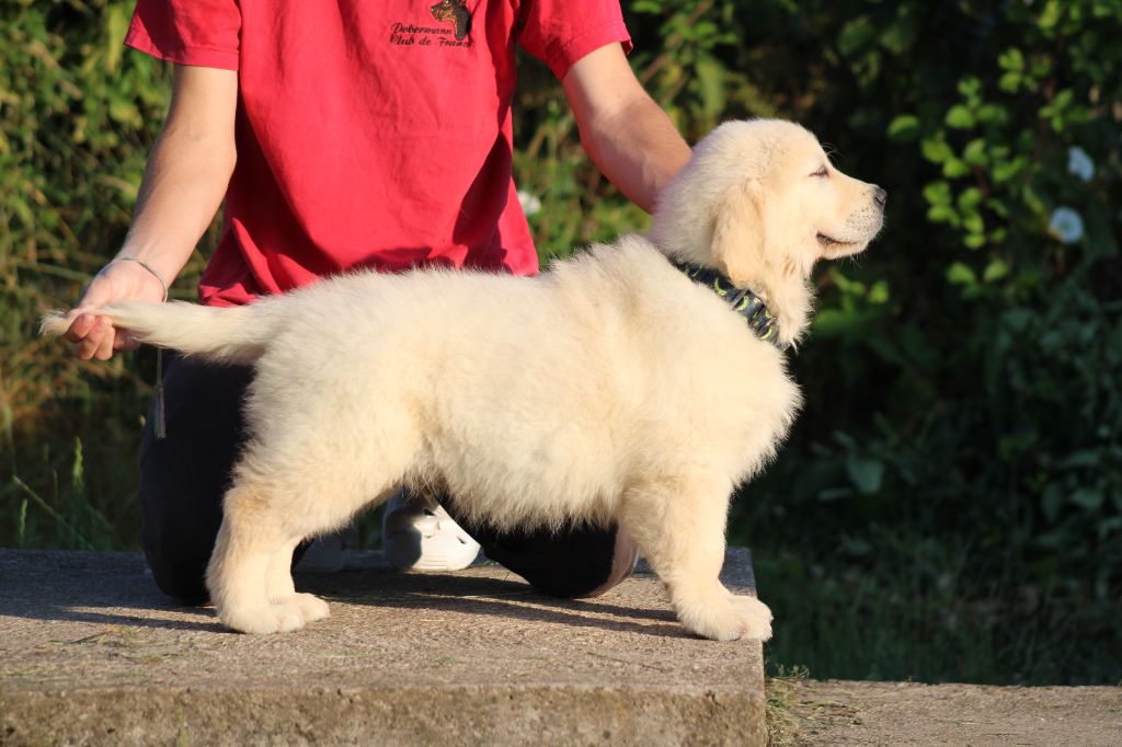 des Romarins de Mayerling - Chiots disponibles - Golden Retriever