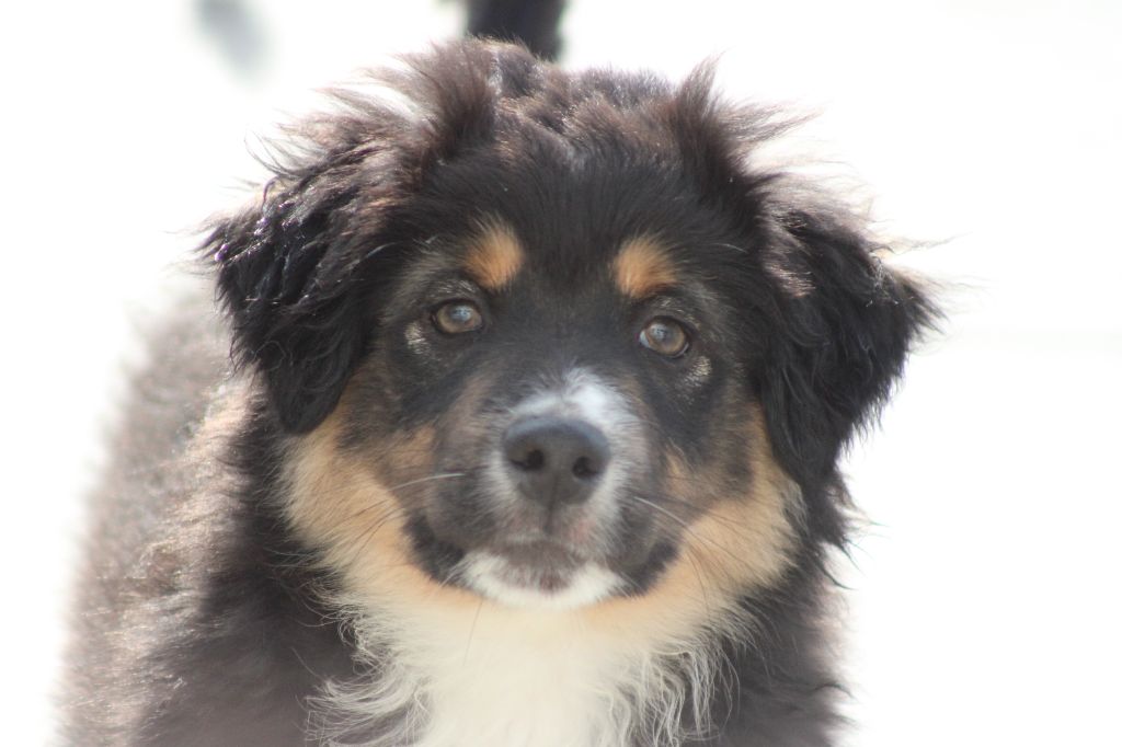 des Romarins de Mayerling - Chiots disponibles - Berger Américain Miniature 