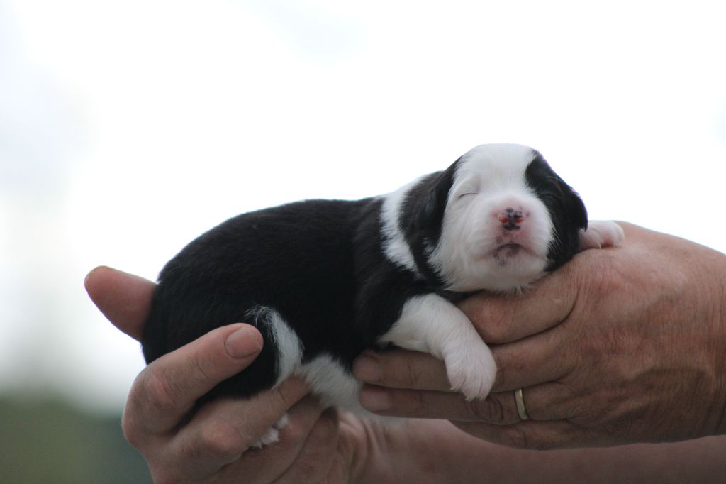 des Romarins de Mayerling - Chiots disponibles - Berger Américain Miniature 