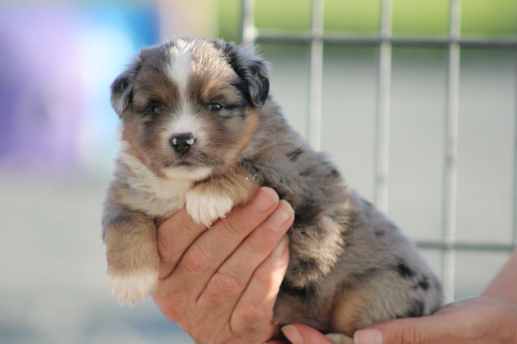 des Romarins de Mayerling - Chiots disponibles - Berger Américain Miniature 