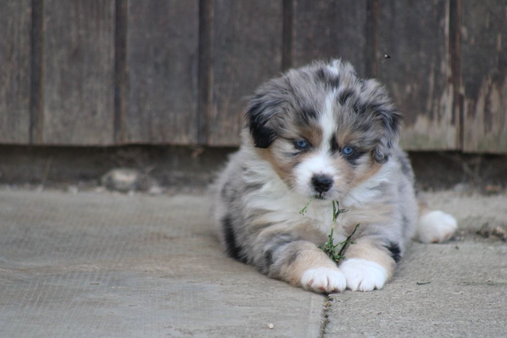 des Romarins de Mayerling - Chiots disponibles - Berger Américain Miniature 