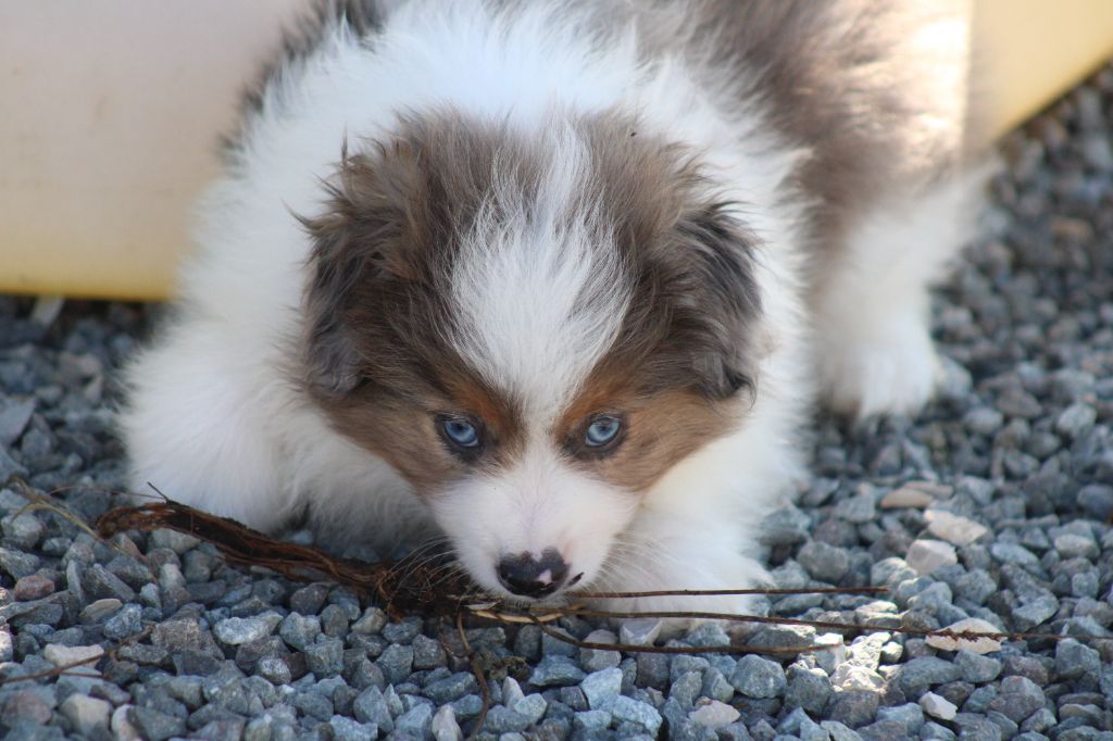 des Romarins de Mayerling - Chiots disponibles - Berger Américain Miniature 