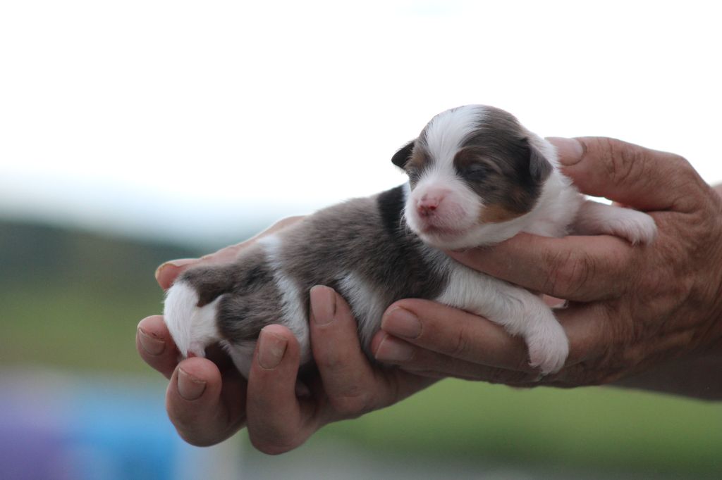 des Romarins de Mayerling - Chiots disponibles - Berger Américain Miniature 